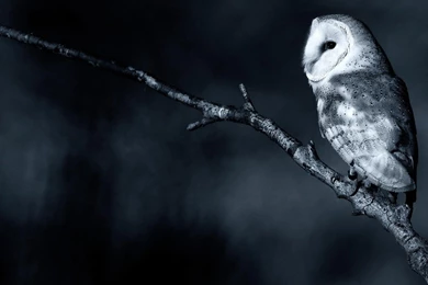 Nature Owls Branch Barn Owl Wallpapers