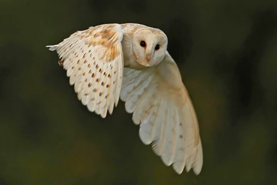 Not A Morning Owl Wallpapers