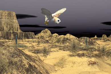 Barn Owl Desktop Wallpapers