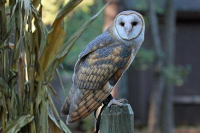 File:Barn Owl RWD At CRC3.jpg   Wikimedia Commons