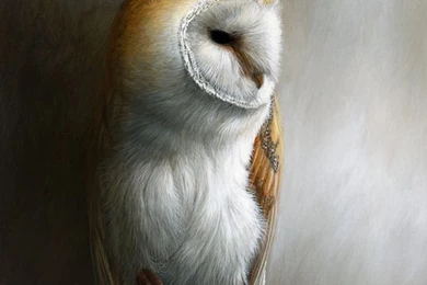 Barn Owl By Jeremy Paul