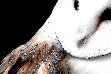 Barn Owl Iphone 6 Plus Wallpapers