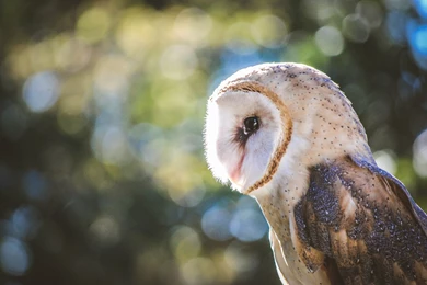 Barn Owl Wallpapers HD. Free Desktop Backgrounds 2016 In Category ...