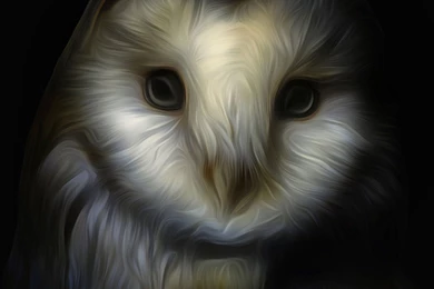 Barn Owl   GATAG｜フリー画像・写真素材集 3.0