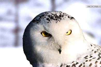 Free Barn Owl Birds Flight Wallpapers