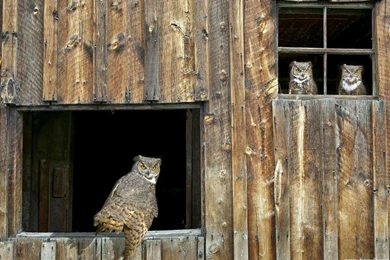 Barn Chicks Barn Owls – Animals Birds HD Desktop Wallpapers