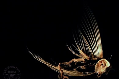 Barn Owl At Peace Wallpapers   The Barn Owl Trust