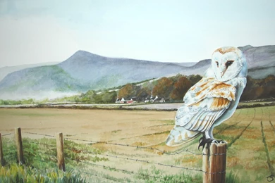 Barn Owl Pictures