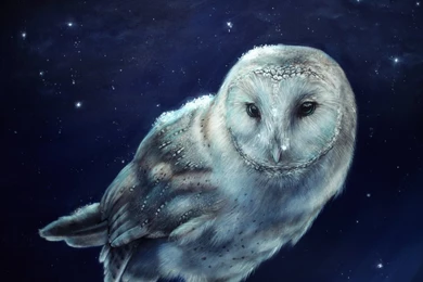 Barn Owl By BoyGTO On DeviantArt