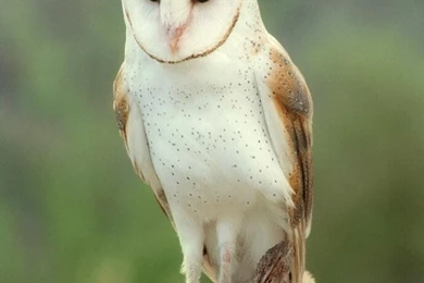 Have Mice, Will Eat!"   Barn Owl In Arizona Sonora Desert Museum ...