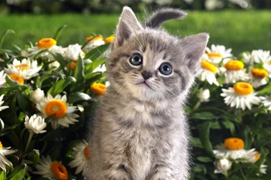 Animals Wallpapers 044, Free Desktop Wallpapers, Cool Wallpapers