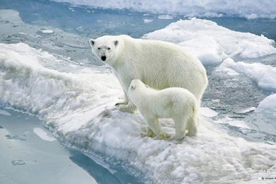 Wallpapers Animals Free 826 HD Wallpapers