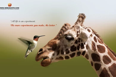 Animals Wallpapers Free Download   Wallpapers HD Wide