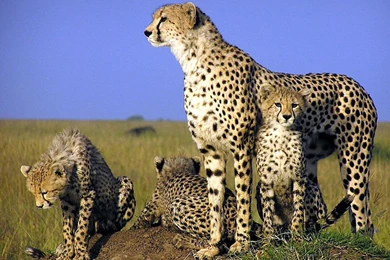 Wallpaper: Animals Wallpapers Free