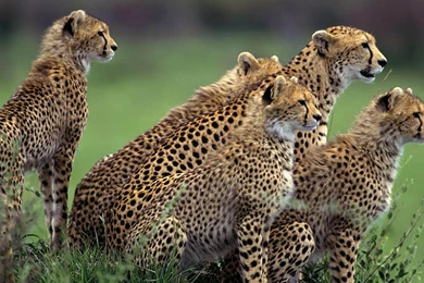 Wallpapers Fair: African Animal Wallpapers Free Download