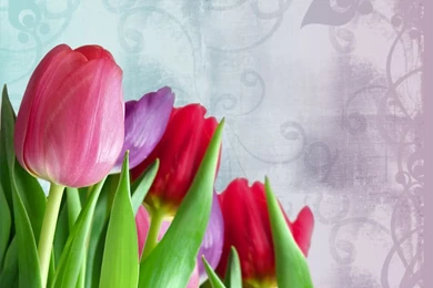 Tulips Backgrounds Pictures, Images & Photos