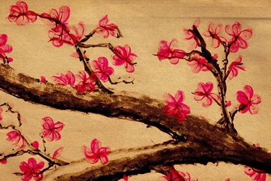 Beautiful Japanese Cherry Blossom Season Wallpapers 10   1920x1080 ...