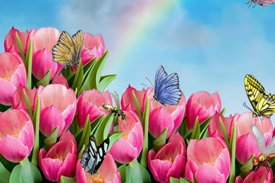 Tulips & Butterflies Twitter Backgrounds, Tulips & Butterflies ...