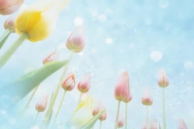 Dream, Tulips, Background, Winter, Nature, Wallpapers, Flowers ...