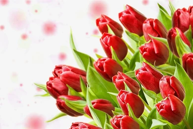 A Bouquet Of Red Tulips, White Backgrounds Wallpapers