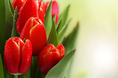 Beautiful_Red_Tulips_Background.jpg?m=1454871747