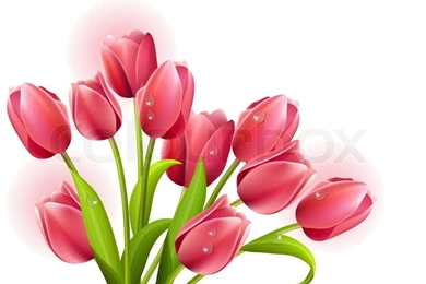 Three Tulips Isolated On White Backgrounds