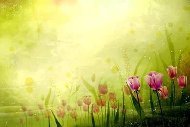 Desktop Wallpapers · Gallery · Windows 7 · Fabulous Tulips