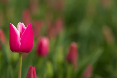 Pink Tulips Backgrounds