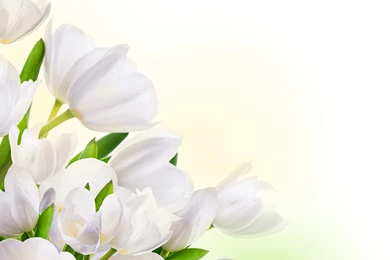 Spring_White_Tulips_Background.jpg?m=1456440479