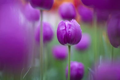 Purple Tulips Backgrounds :: Free High Quality Flower Wallpapers
