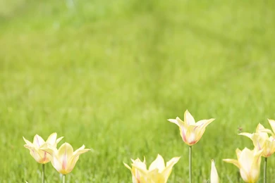 Desktop Wallpapers · Gallery · Computers · Tulips   Desktop ...