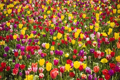 Artistic Tulips Flower Wallpapers