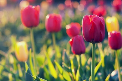 Summer Garden Tulip, Blurred Backgrounds Wallpapers