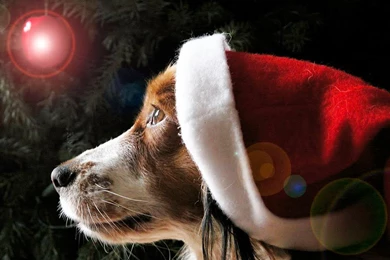 Christmas Dog Wallpapers   Crazy Frankenstein
