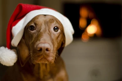 Christmas Dog Wallpapers