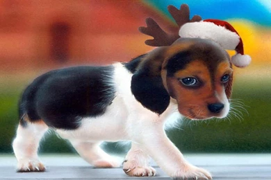 Christmas Puppy Free Download Christmas Dog Hd Wallpapers For ...