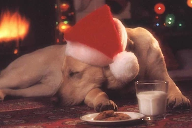 Christmas Dogs Pictures ~ Toptenpack.com