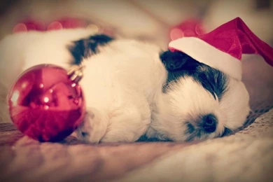 Shih Tzu, Dog Sleep, Christmas Wallpaper,Shih HD Wallpaper,Dog HD ...