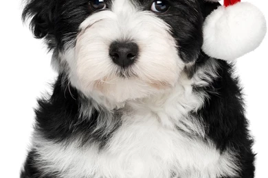 Warm Christmas Dog Wallpapers For Galaxy S6.jpg