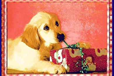 Christmas Dog Wallpapers   Teddybear64 Wallpapers (17381746)   Fanpop