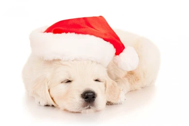 Top Funny Christmas Dog Wallpapers