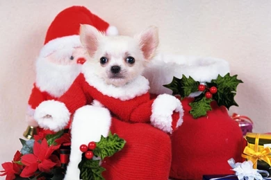 Christmas Puppy Dog Wallpapers