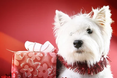 Christmas New Year Holiday Dog G Wallpapers