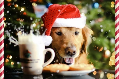 Pet Salons 101 Archives   Learn2GroomDogs.com