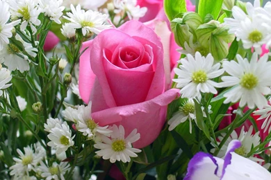 Nice Flowers Photos Wallpapers