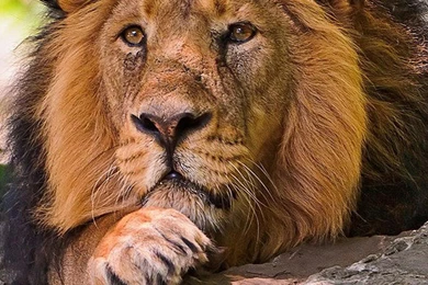 Animal Samsung Galaxy S6 Wallpapers 123