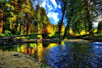 1366x768 Forest Scene Desktop Wallpaper  Desktop Wallpapers Home 179