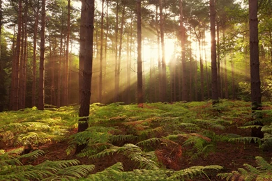 Sunlit Forest, Tree, Fern, Sunshine, Nature, 2560x1600 HD ...