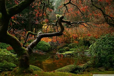 Green Forest, Autumn, Hawaii, Leaves, Scene, Japanese, 1920x1200 ...