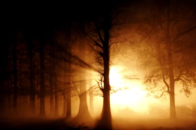 Forest Scene Wallpapers